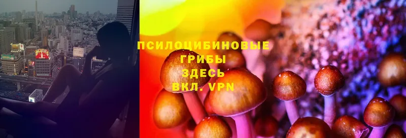 Псилоцибиновые грибы Psilocybe  Канаш 